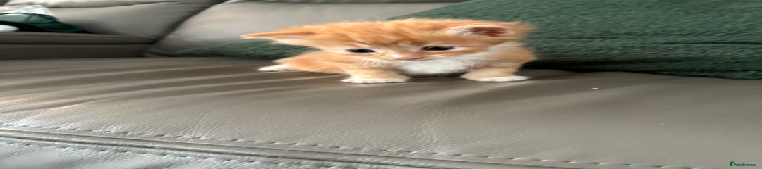 Mixed Breed Kitten 3