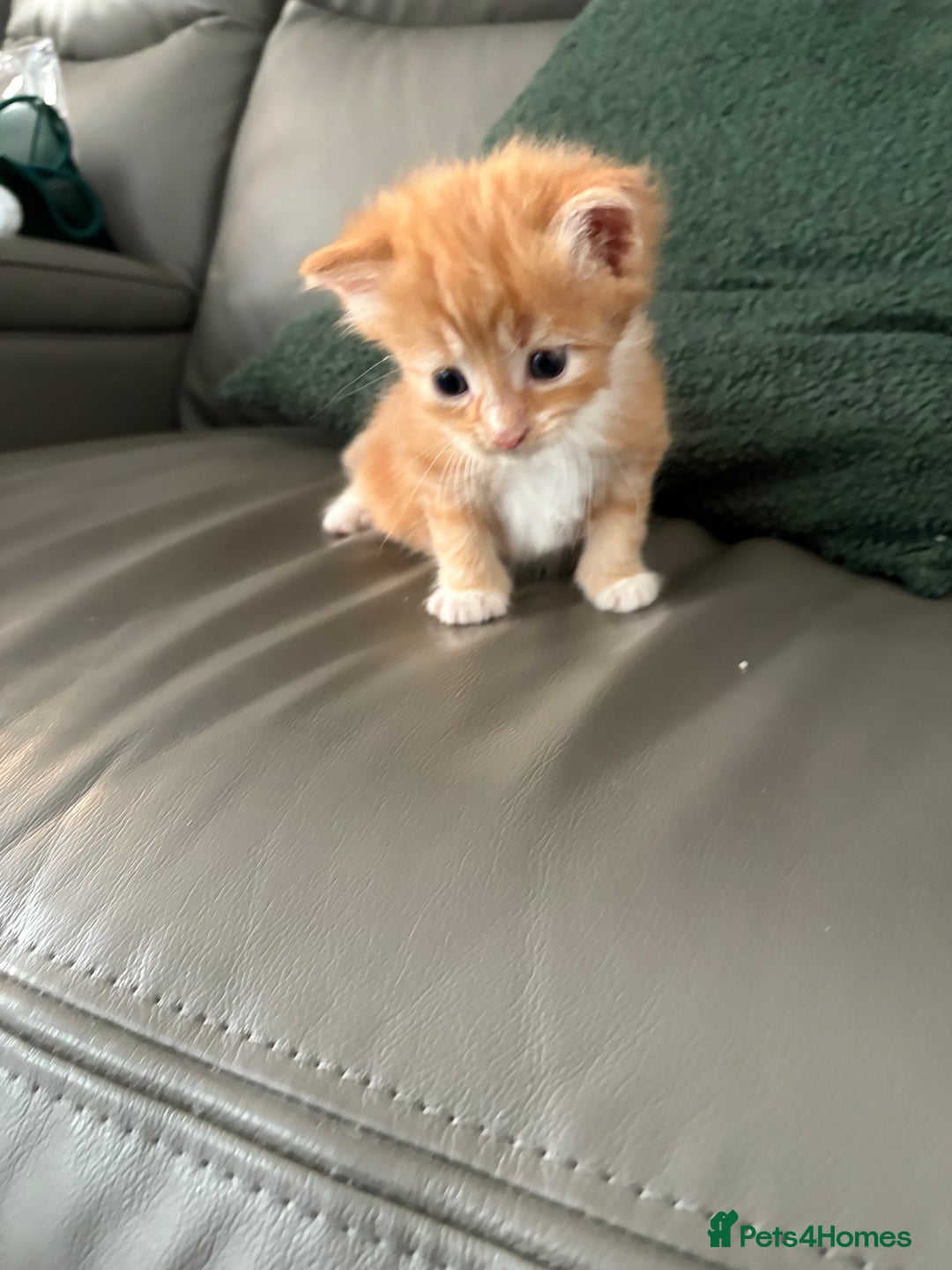 Mixed Breed cats for sale: Kittens for sale  - Image 2