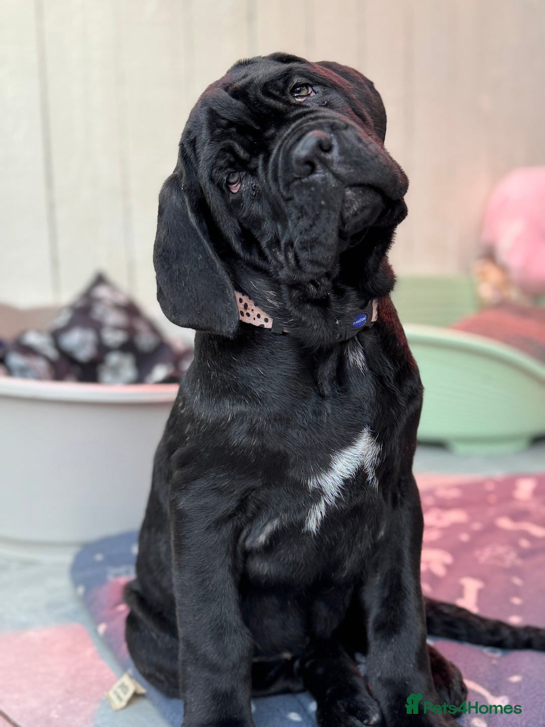Neapolitan Mastiff dogs for sale: 2 black female Neapolitan mastiff puppies  - Advert 22