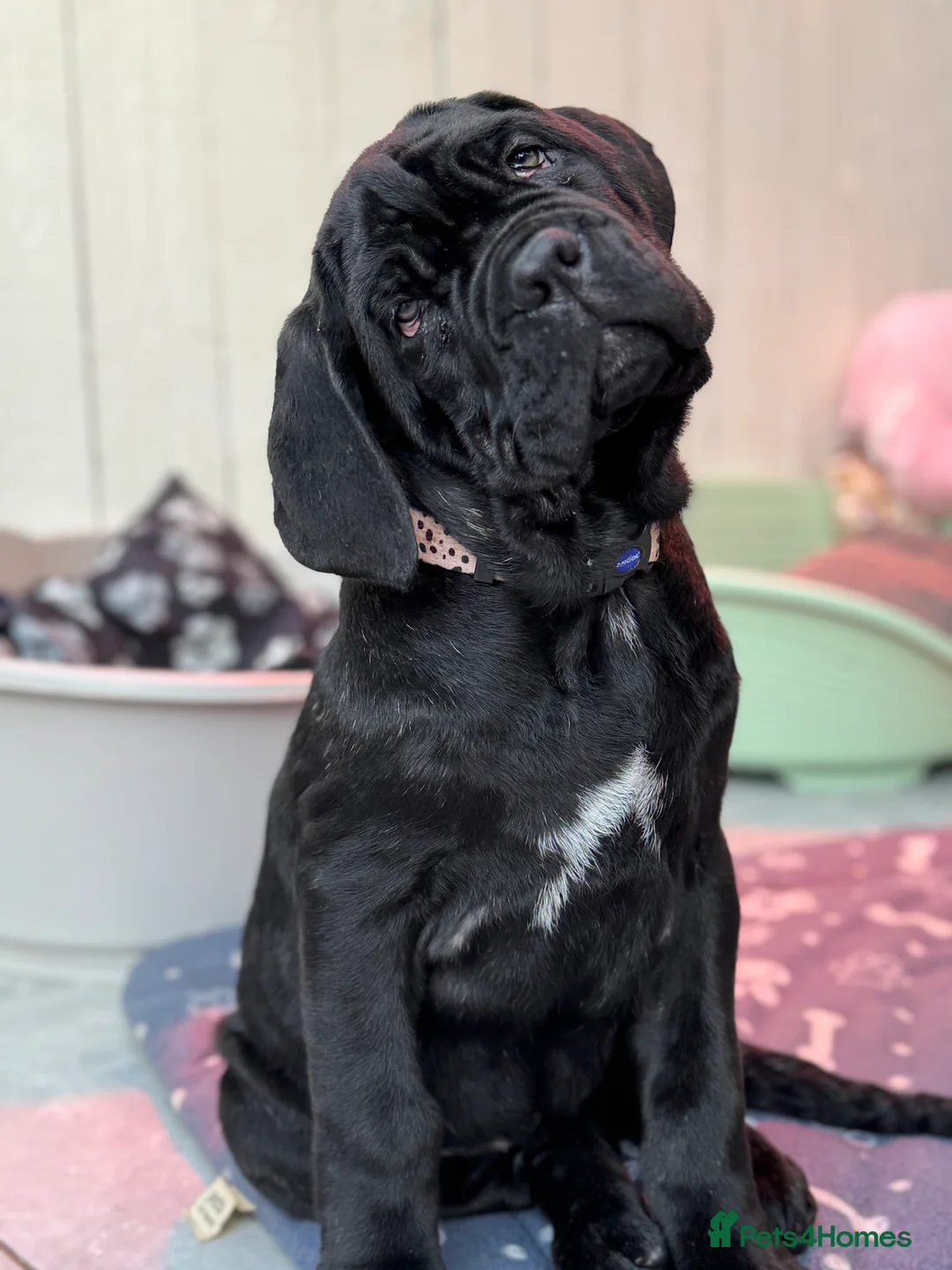 Neapolitan Mastiff dogs for sale: 2 black female Neapolitan mastiff puppies  - Advert 22