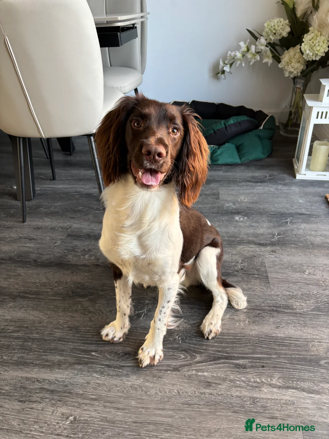 English Springer Spaniel dogs for sale: Frankie  in Glasgow - Advert 1