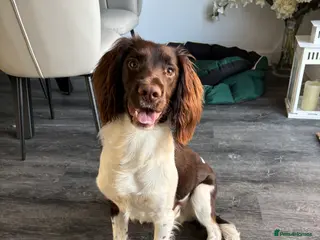 English Springer Spaniel dogs Frankie in Glasgow - Advert 4