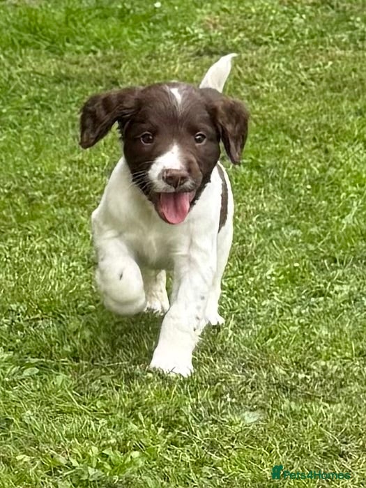 English Springer Spaniel dogs Beautiful Springer Spaniel Puppies - Advert 2