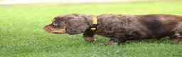 Cocker Spaniel dogs for sale: Beautiful pups in Durham - Advert 22