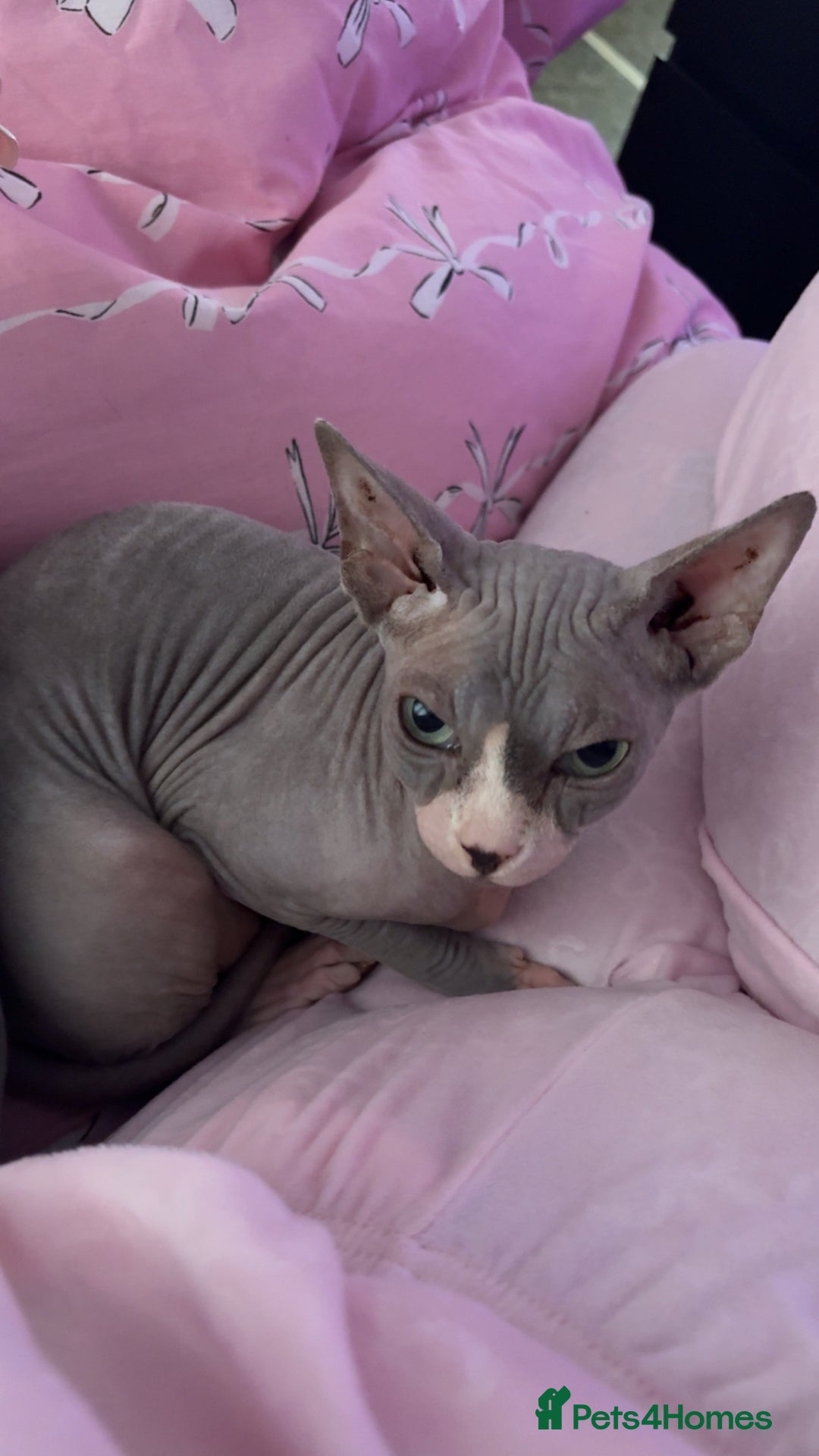 Sphynx cats for sale: Two female sphynx cats - Advert 3