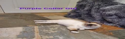 Ragdoll cats for sale: 💖Beautiful GCCF Registered Ragdoll Kittens. - Advert 16