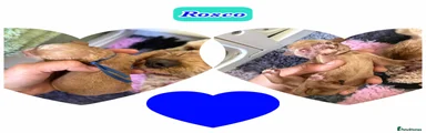 Rosco dk blue