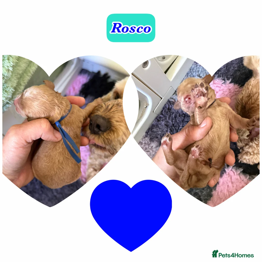 Cockapoo dogs for sale: The Dukes of Hazzard Cockapoo litter 2F 5M - Advert 10