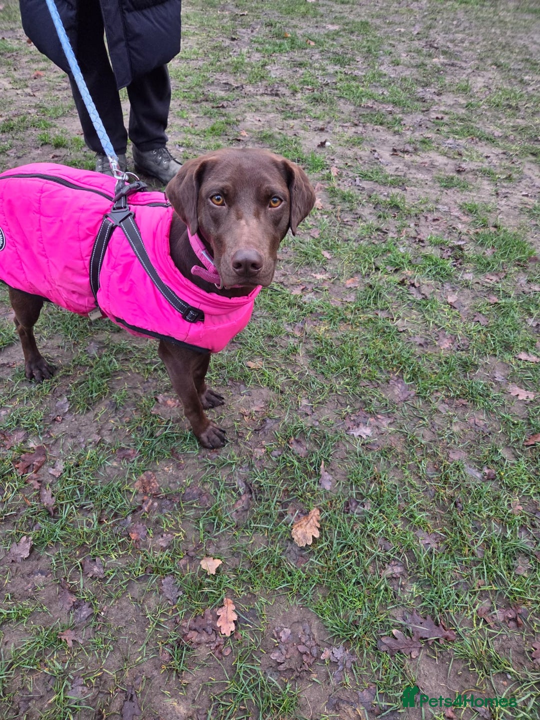 Mixed Breed dogs for adoption: Chocolate (Labrador/Pointer mix) - Advert 6