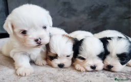 Zuchon dogs for sale: Tiny shihion for sale - Image 1
