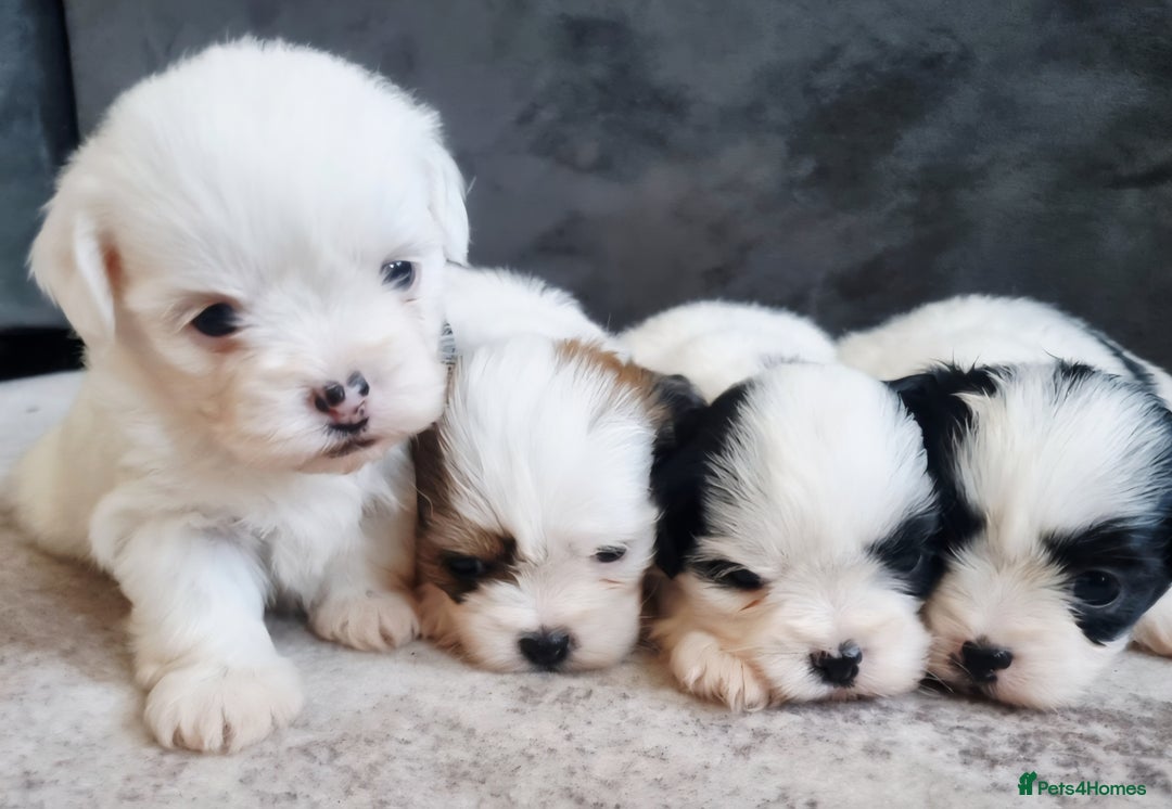 Zuchon dogs for sale: Tiny shihion for sale - Image 1