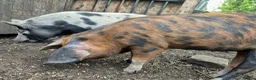Pig livestock for sale: Pet Pigs - Advert 2