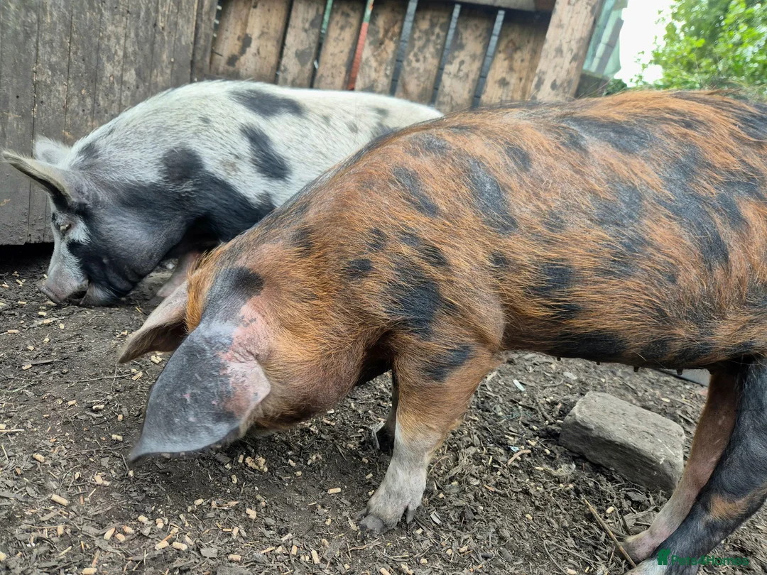 Pig livestock for sale: Pet Pigs - Advert 2