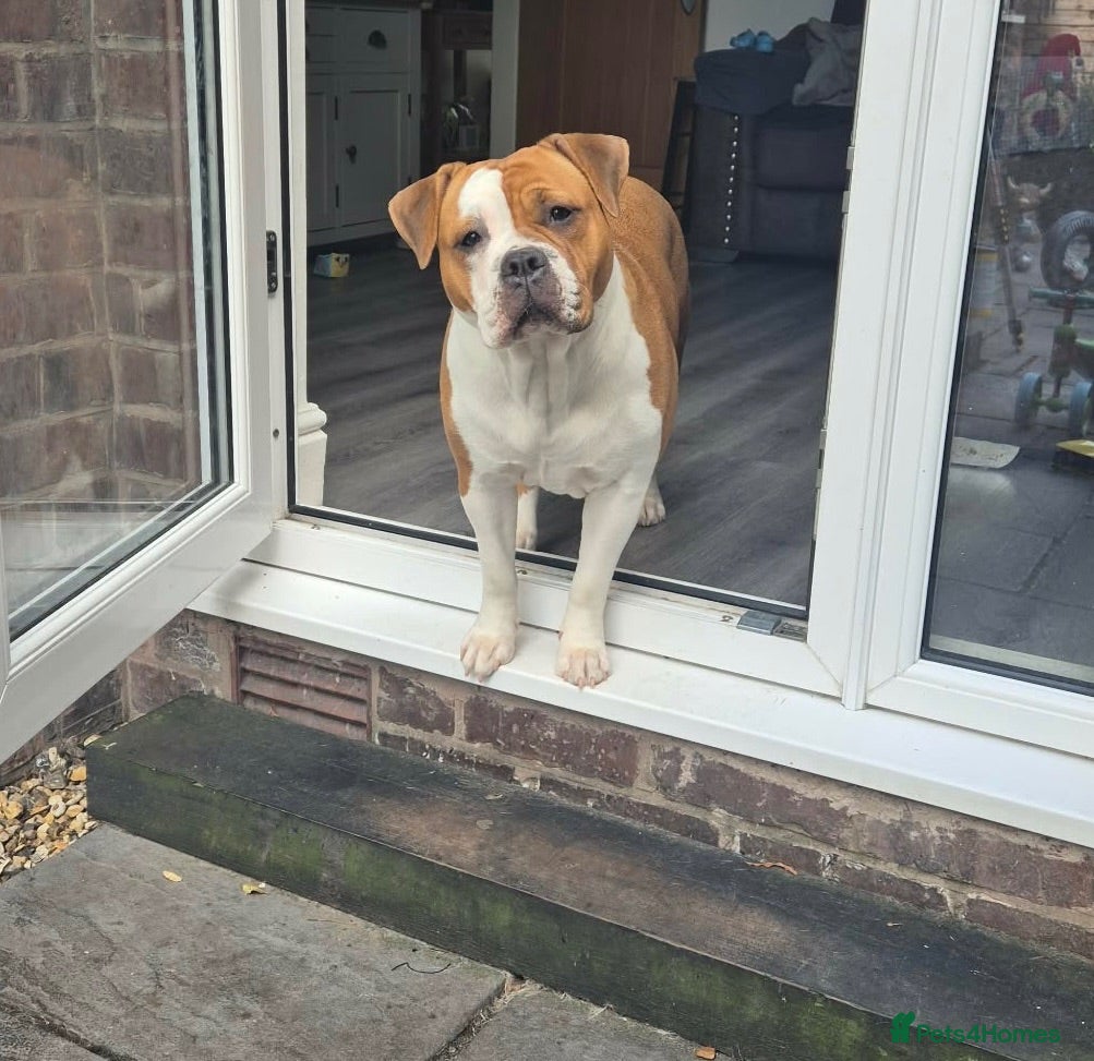 Mixed Breed dogs Olde English Bulldog X English Bulldog - Advert 8