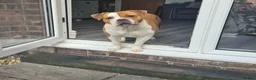Mixed Breed dogs for sale: Olde English Bulldog X English Bulldog in Stafford - Advert 1
