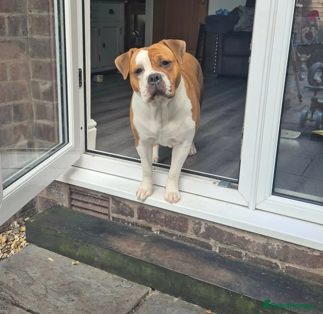 Mixed Breed dogs for sale: Olde English Bulldog X English Bulldog in Stafford - Advert 1