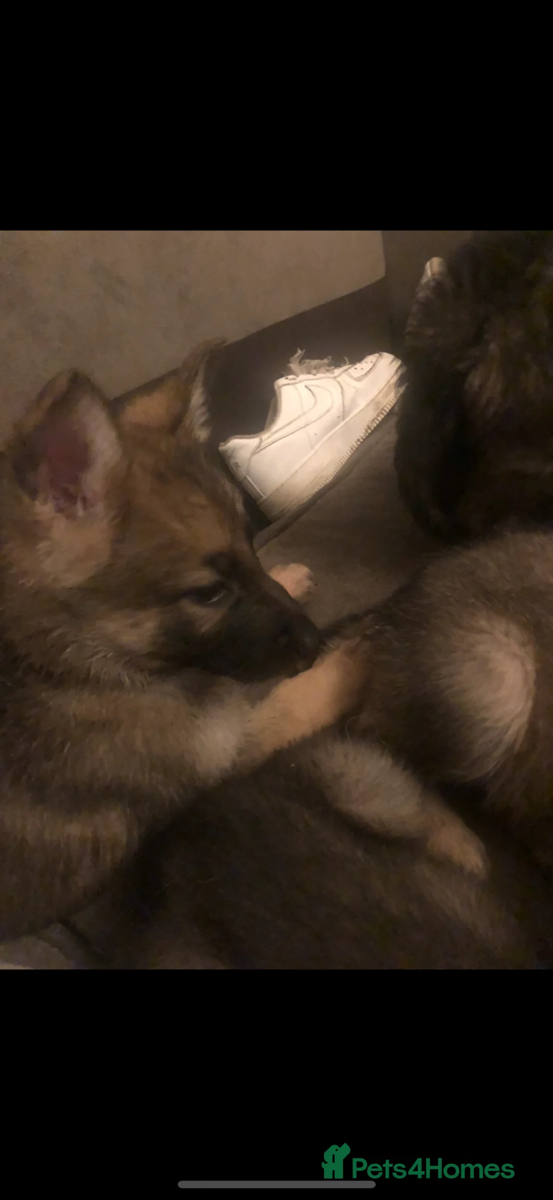 German Shepherd dogs for sale: Female German shepherd pups - Advert 4