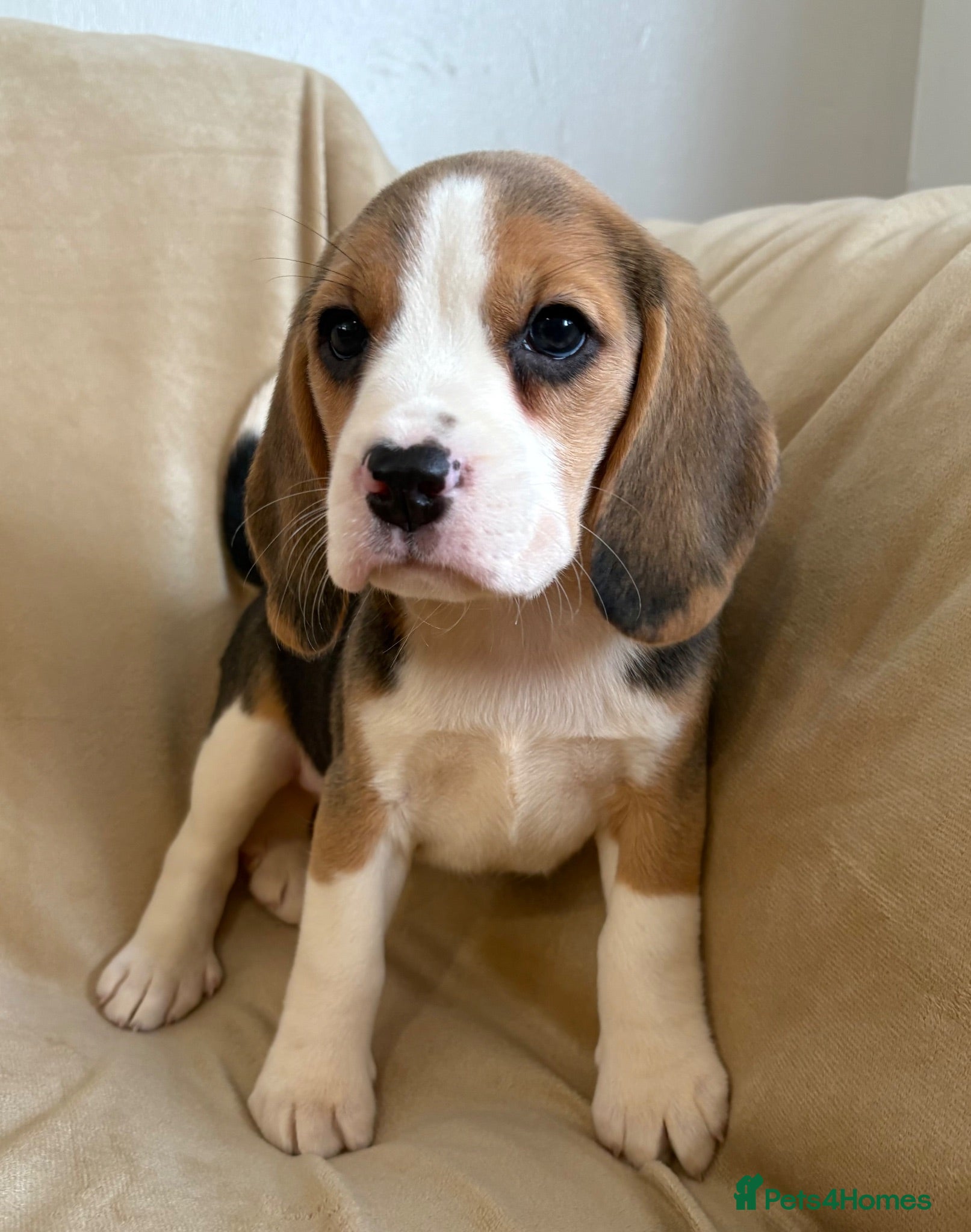 Beagle dogs Beautiful KC Registered Beagle’s  - Advert 2