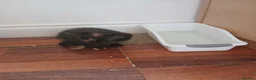 Mixed Breed cats for sale: 1 female kitten in Wantage - Advert 3