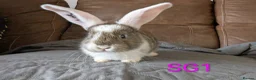Continental Giant rabbits for sale: Beautiful Conti babies  - Advert 9