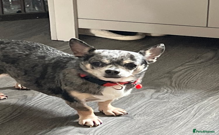 Chihuahua dogs - Advert 1