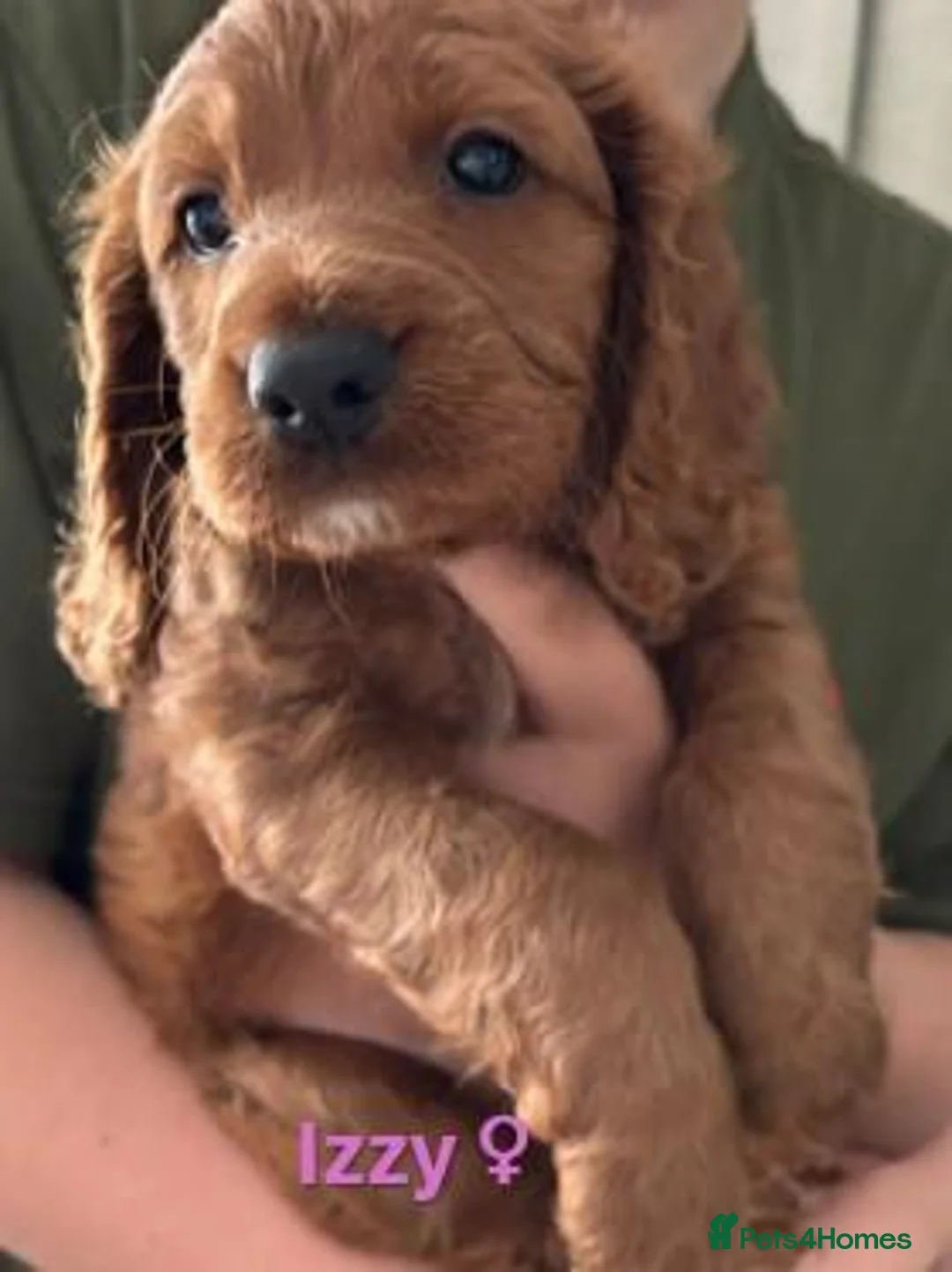 Cockapoo dogs for sale: 3 Gorgeous F1b Cockapoo puppies - Advert 2