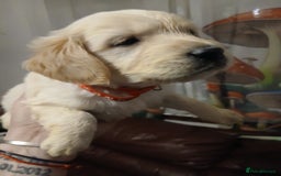 Golden Retriever dogs for sale: Cream golden retriver for sale ONLY 2 Available  - Image 14