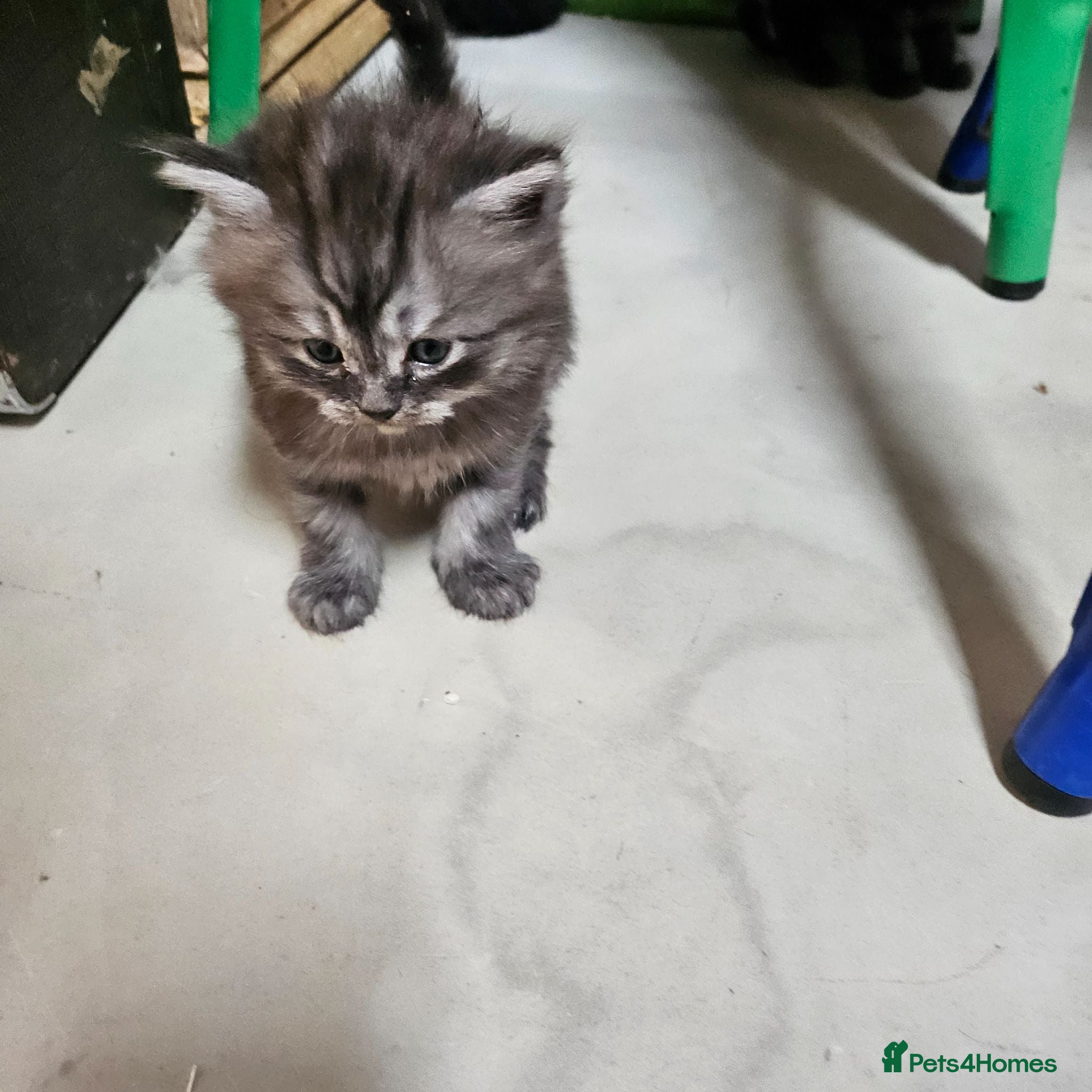 British Longhair cats British SH/Persian pretty kitten pedigree parents - Advert 17