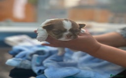 Shih Tzu dogs for sale: Doll face shih tzu tri colour puppy’s  - Image 14