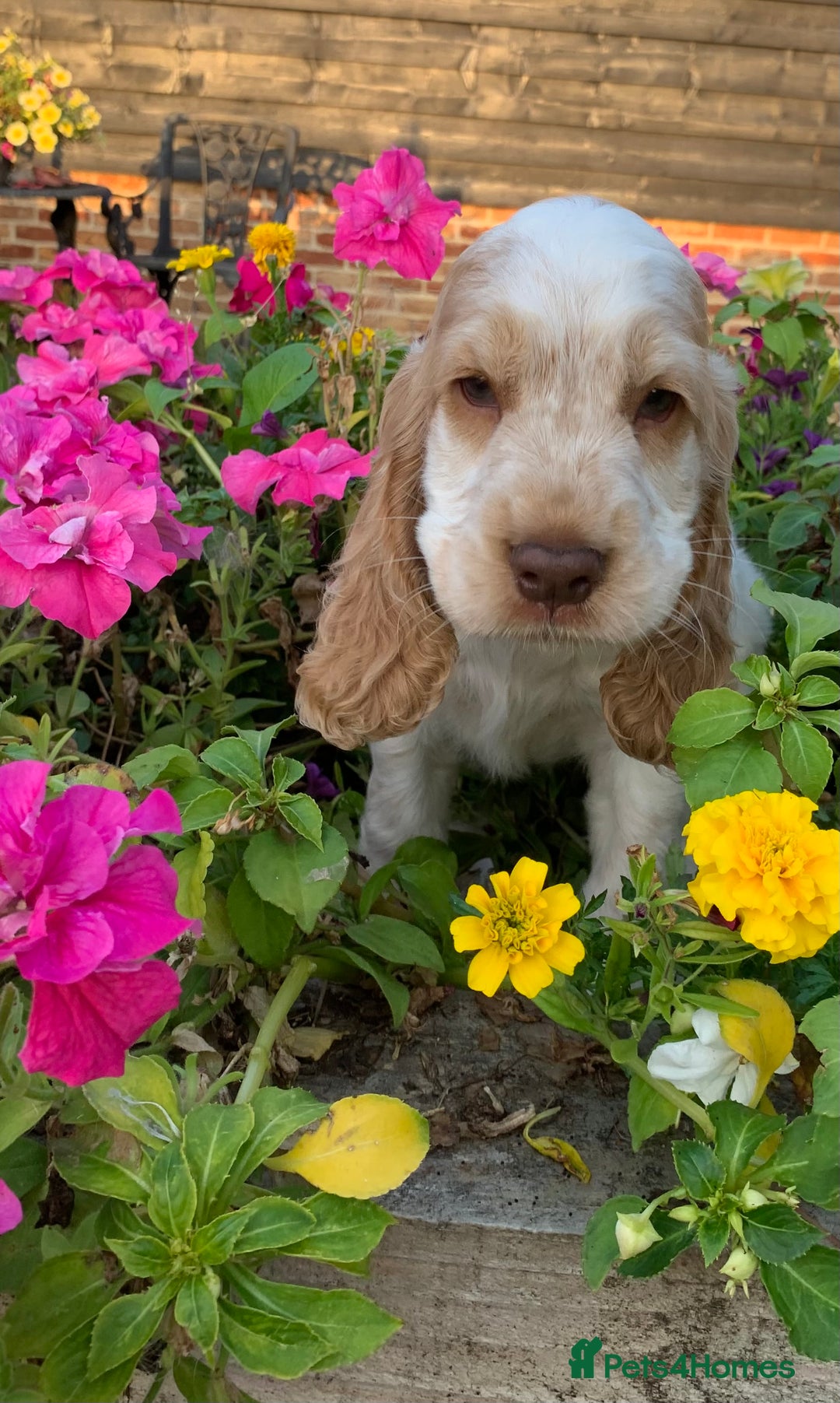 Cocker Spaniel dogs for sale: 5* LICENSED READY KC SHOW H/TESTED PUPPIES  - Image 27