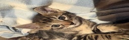 Bengal cats for sale: bengal kittens  - Advert 34