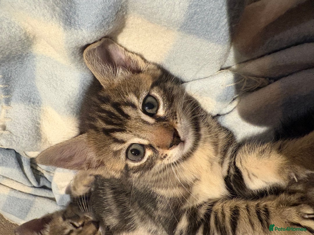 Bengal cats for sale: bengal kittens  - Advert 34