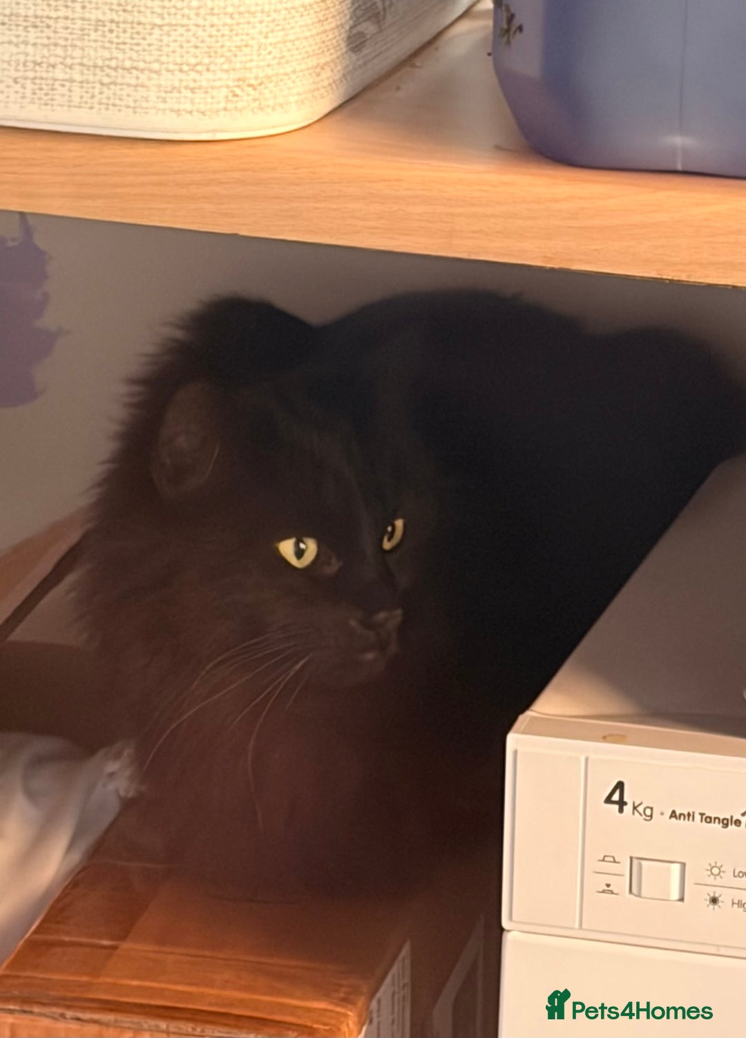 British Longhair cats for sale: British longhair cat - Advert 2