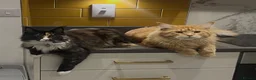 Maine Coon cats for sale: Beautiful Maine coon kittens - Advert 26