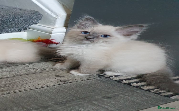 Ragdoll cats - Advert 16