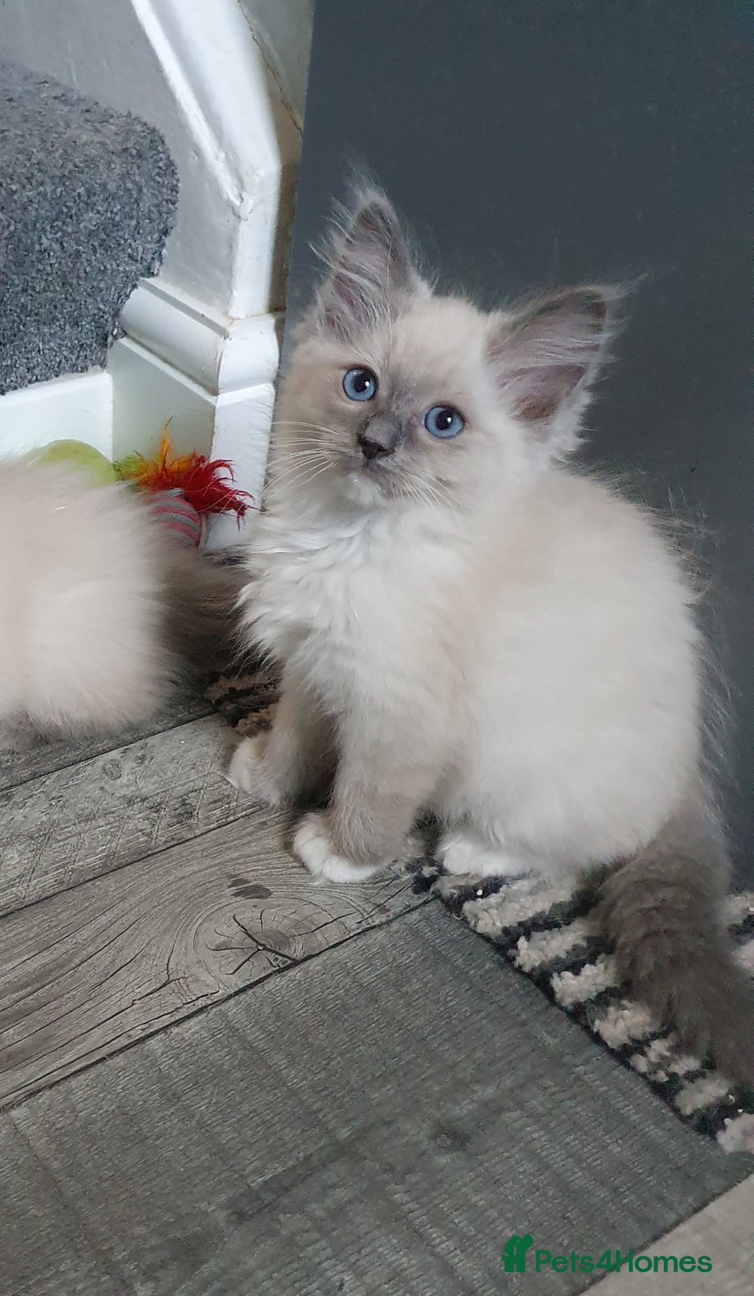 Ragdoll cats for sale: Blue point and blue point mitted ragdolls  - Image 1