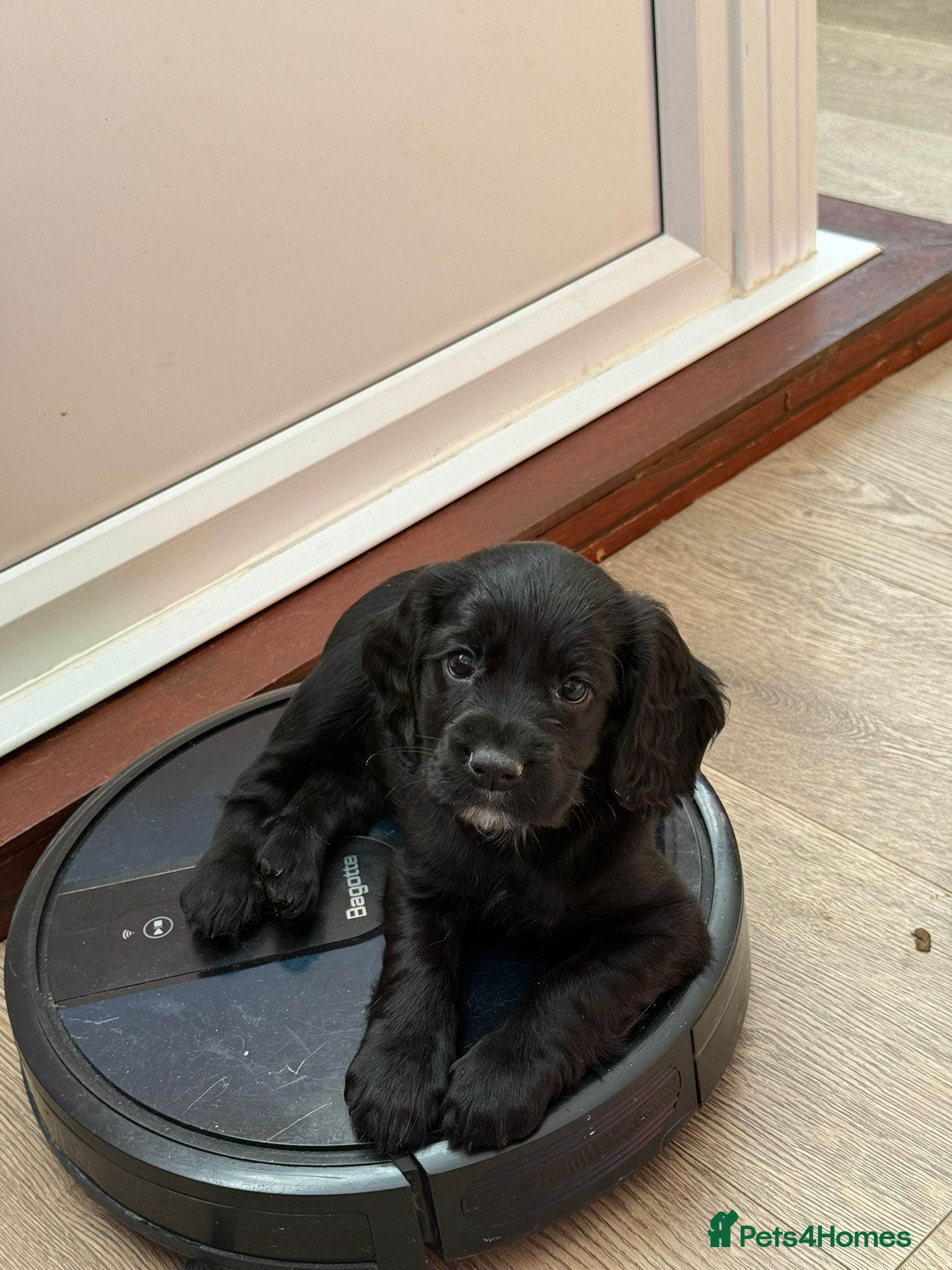 Cocker Spaniel dogs Adorable Cocker Spaniel Puppies for Sale 🐾 - Advert 2