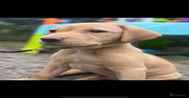 Labrador Retriever dogs - Advert 6