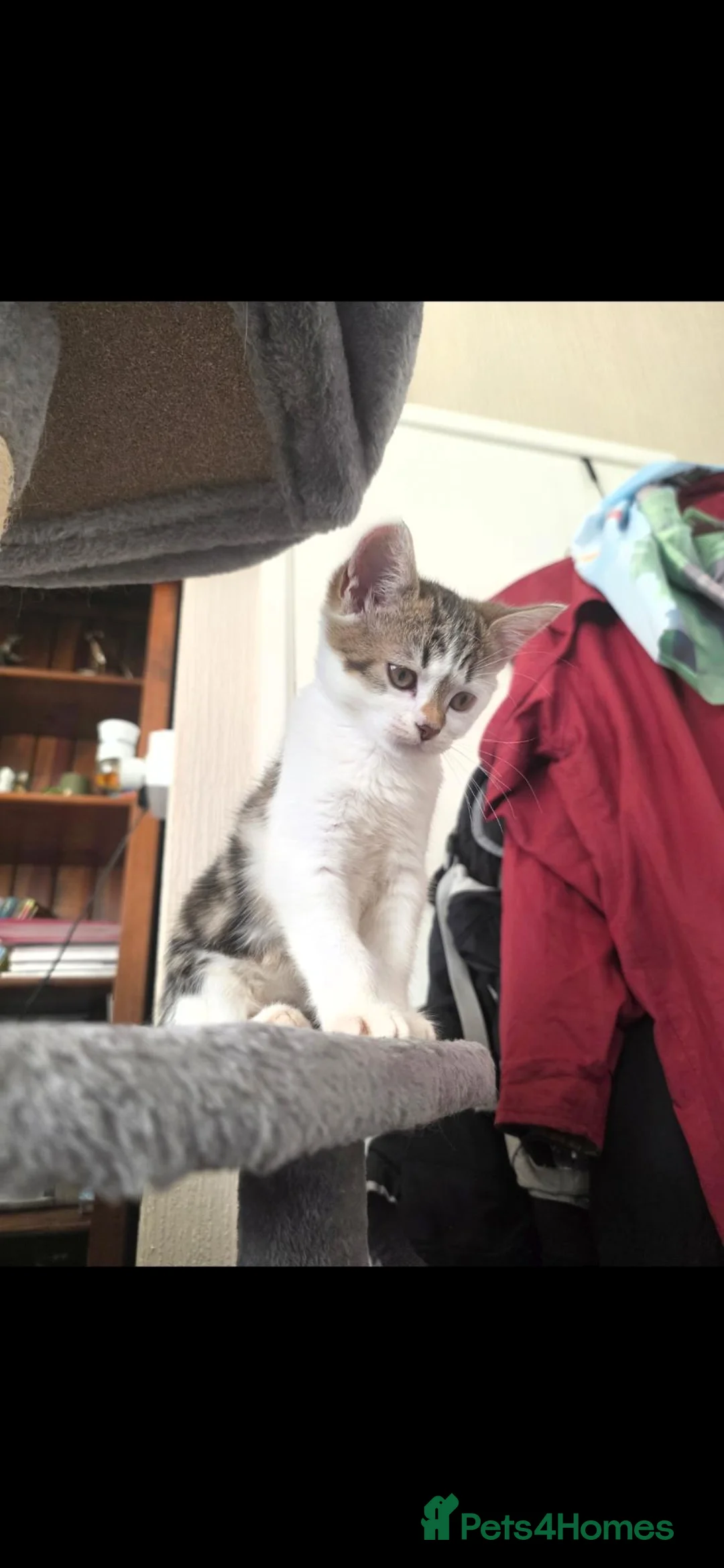 Mixed Breed cats for sale: Last 2 persian x dsh - Advert 7