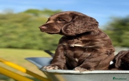 Sprocker dogs for sale: Sproker's - Image 7