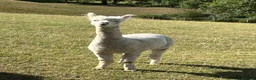 Alpaca livestock for sale: BAS registered male Alpaca for sale - Advert 4