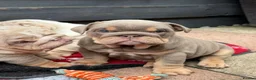 English Bulldog dogs for sale:  Beautiful English Bulldog Puppies in Llanelli - Advert 2
