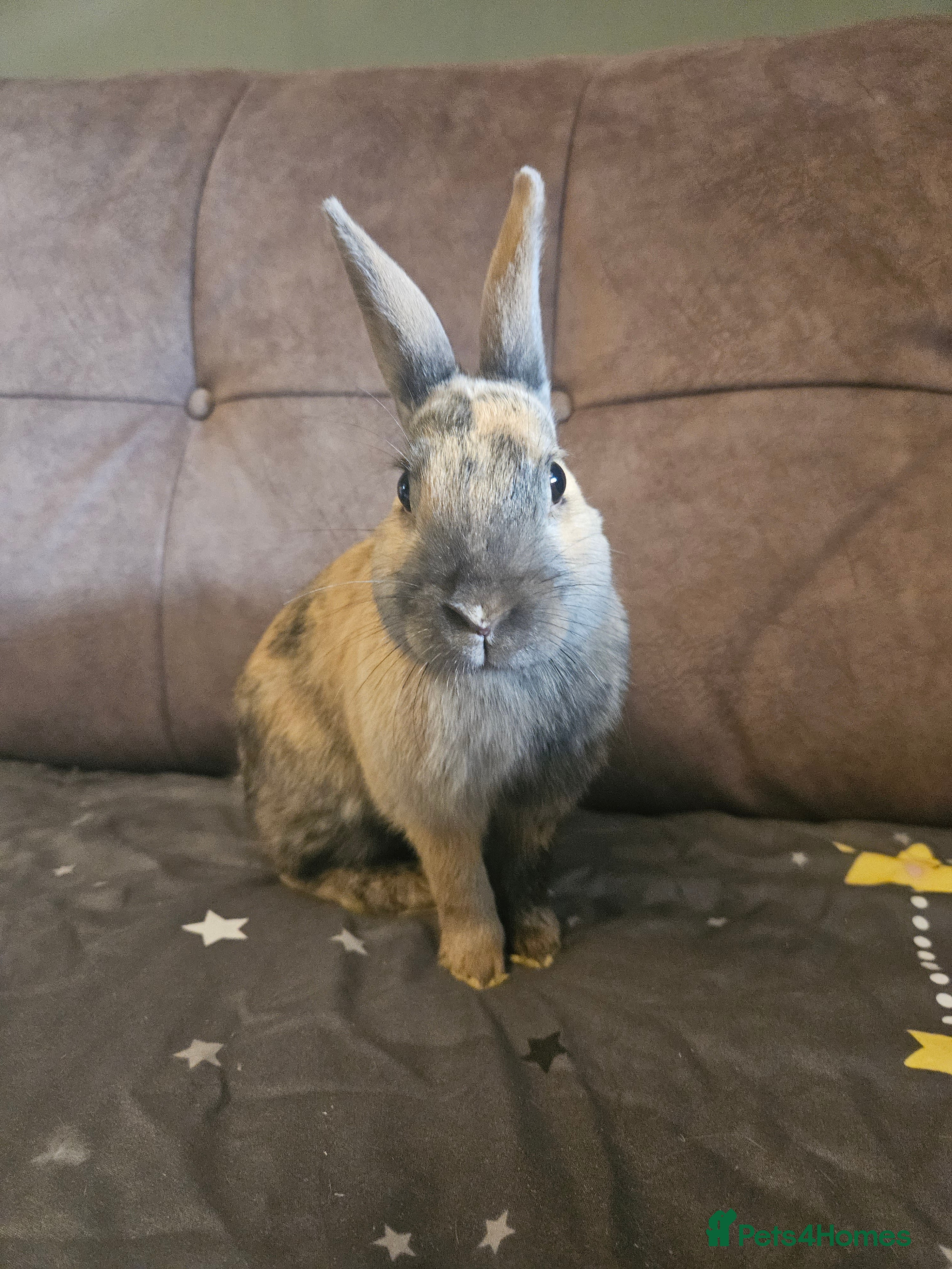 Rex rabbits Harlequin Rex x mini lop buck 🩵 - Advert 3