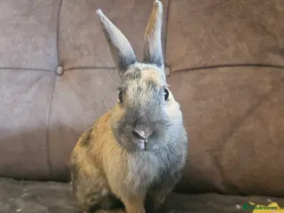 Rex rabbits Harlequin Rex x mini lop buck 🩵 - Advert 3