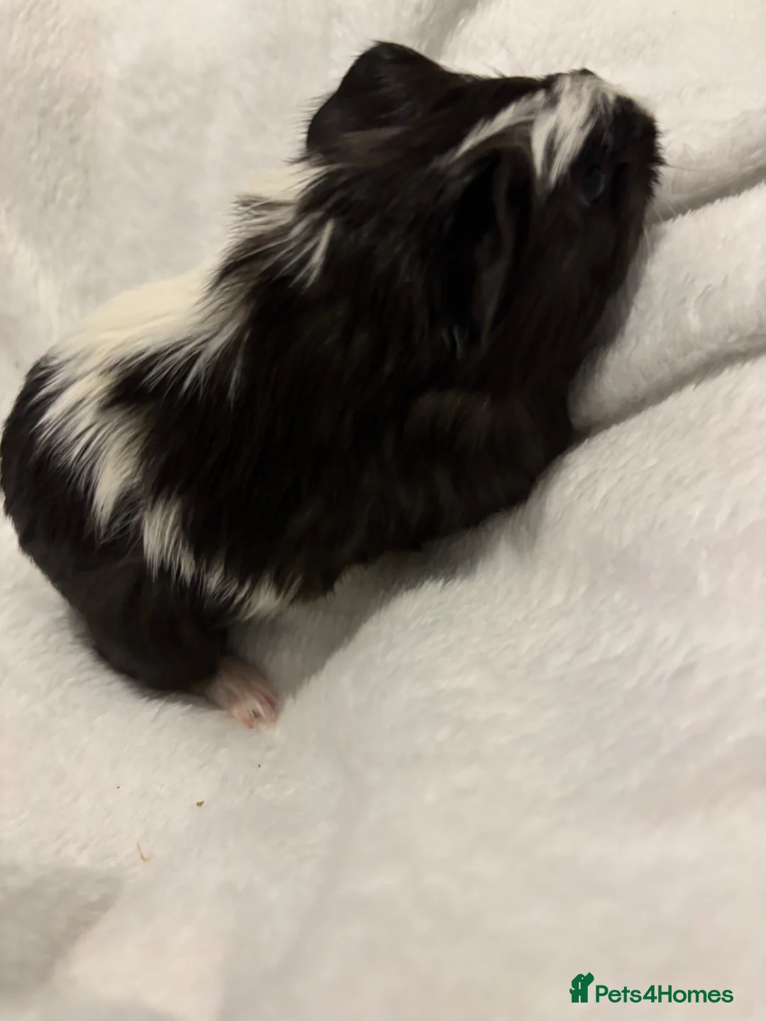 Guinea Pig rodents for sale: Male Sheltie Baby Guinea Pig 🩵 - Advert 2