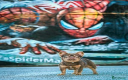 French Bulldog dogs for stud: 🐻 PACO 🐻 NEWSHADE ROJO TAN FLUFFY PINK CARRIER in Nottingham - Image 3