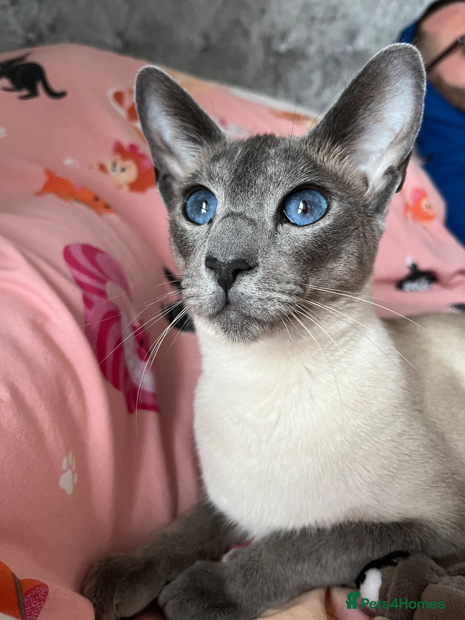 Siamese cats Female Siamese cat - Advert 1