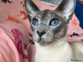 Siamese cats Female Siamese cat - Advert 1