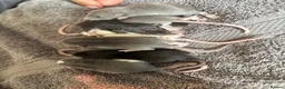 Rat rodents for sale: Beautiful siamese baby rats - Advert 5