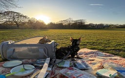 Bengal cats for sale: 2 beautiful Bengal kittens for forever home - Image 7